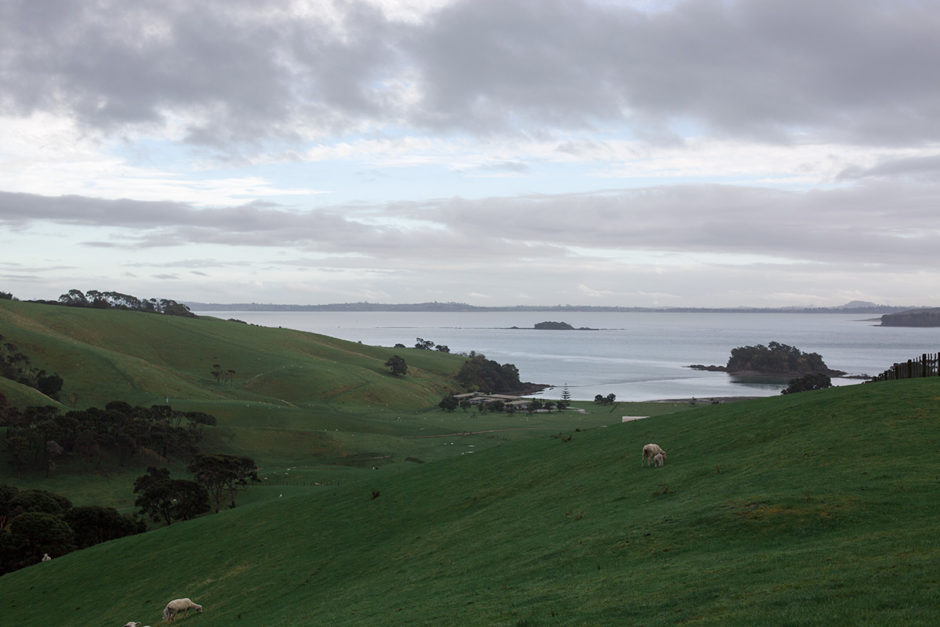 waiheke engagement photography